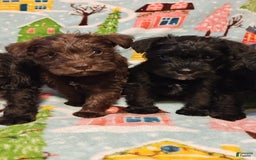 Miniature Schnauzer dogs for sale: Akc Black - Image 2