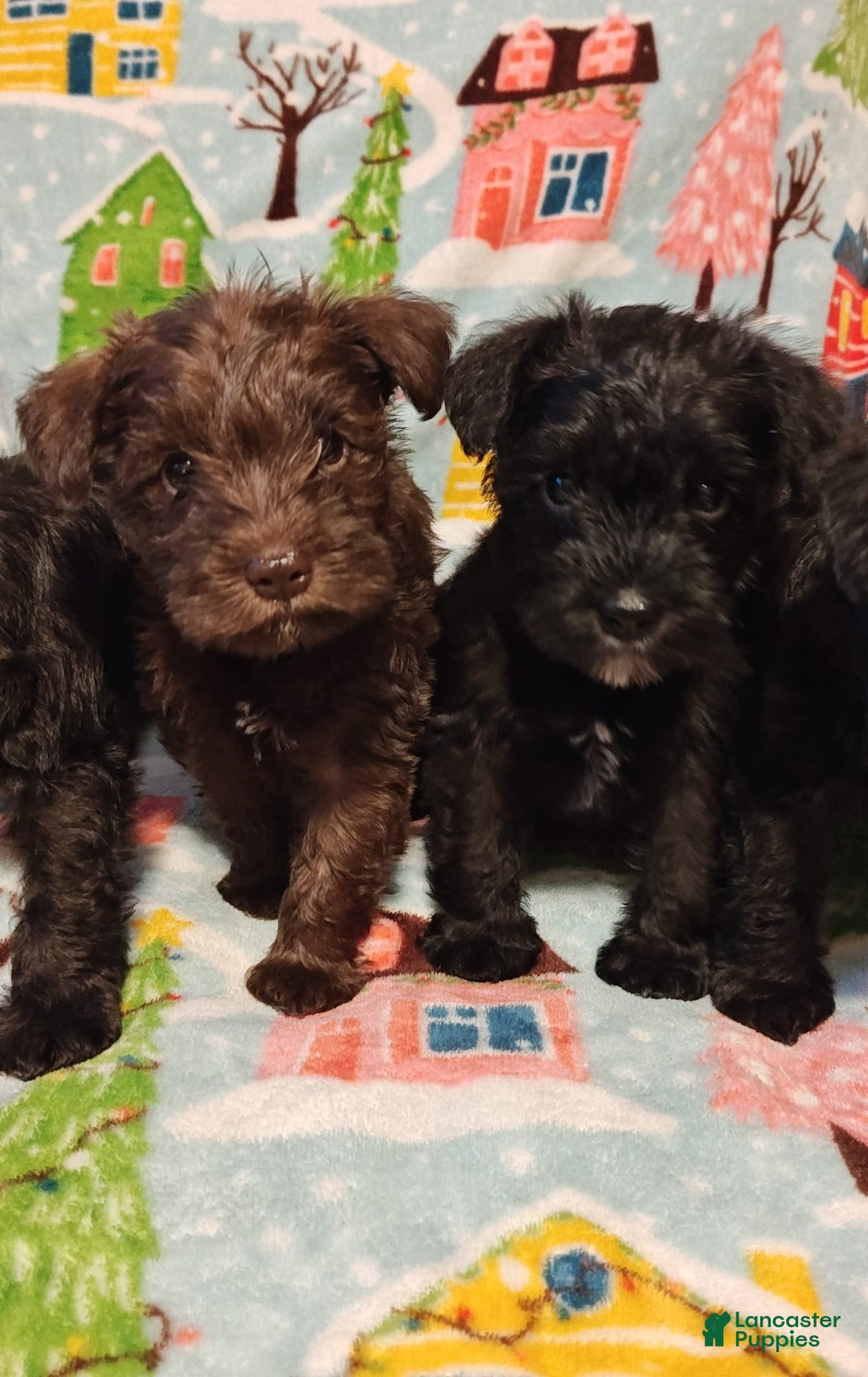 Miniature Schnauzer dogs for sale: Akc Black - Image 2