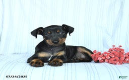 Miniature Pinscher dogs for sale: Blake - Image 3