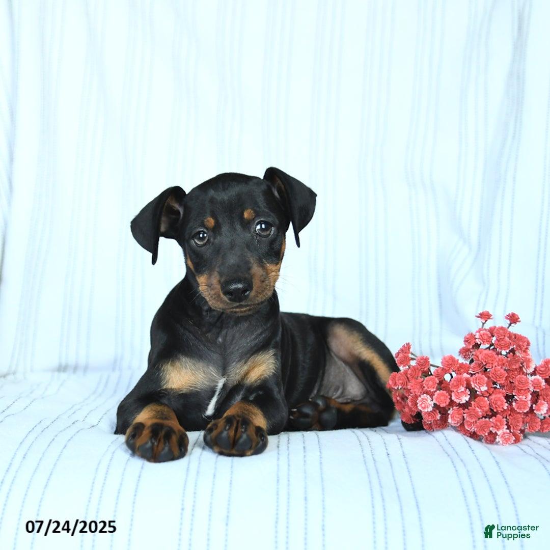 Miniature Pinscher dogs for sale: Blake - Image 3