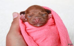 Cavapoo dogs for sale: Hollibee - Image 2