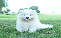 Samoyed dogs for sale: Buddy - Image 2