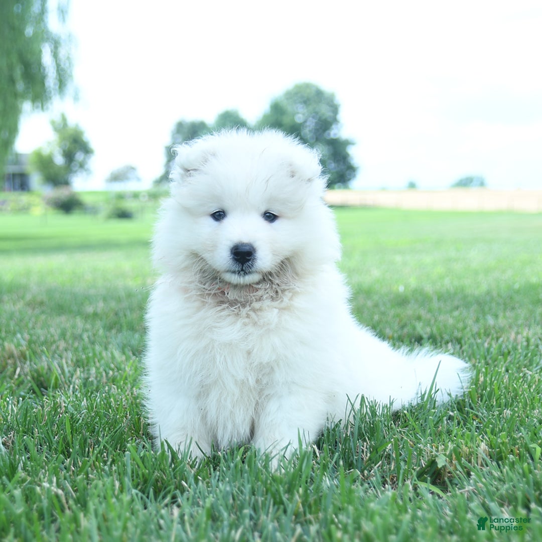 Samoyed dogs for sale: Buddy - Image 2