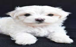 Maltese dogs for sale: River - Image 4