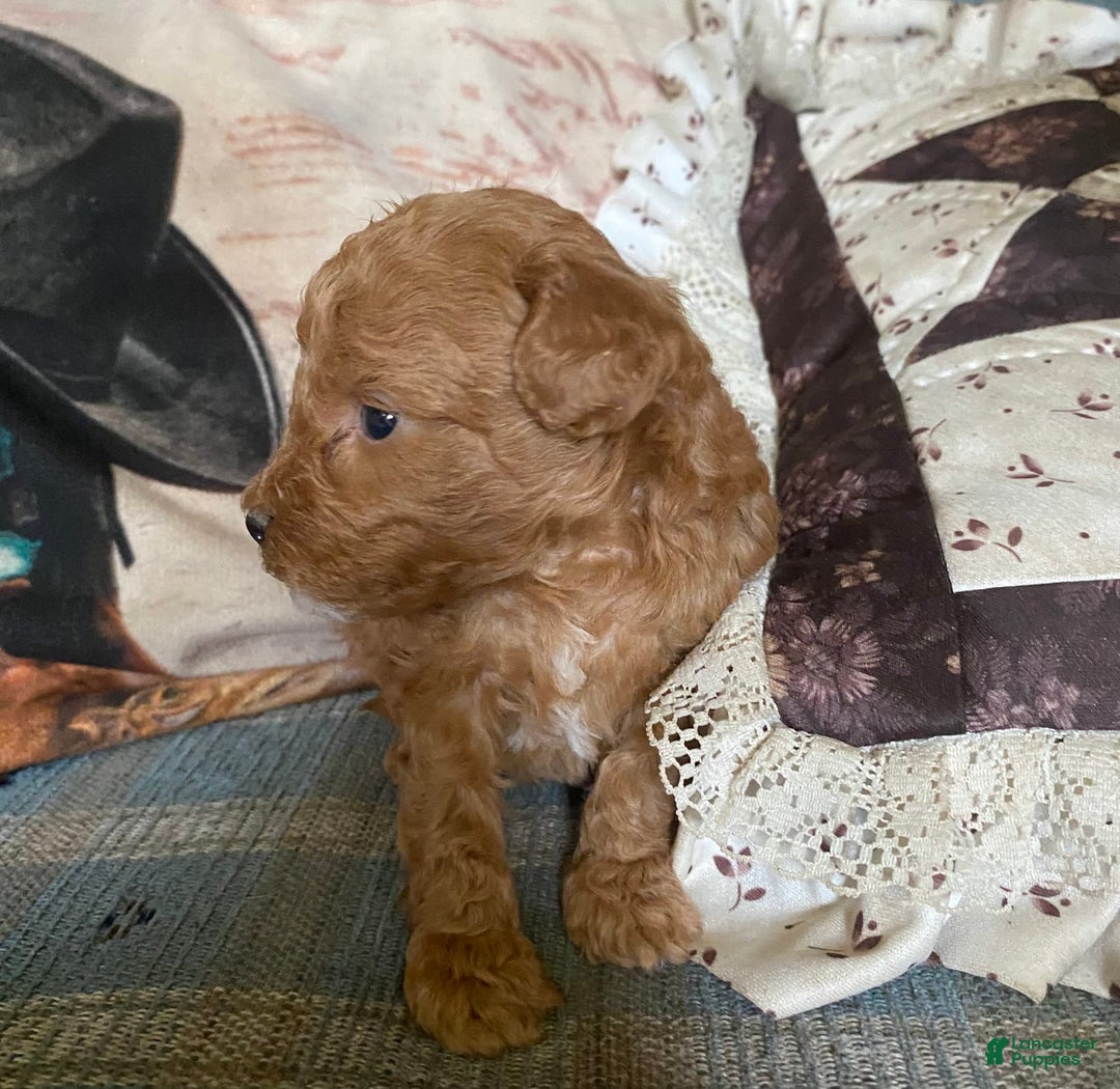 Mini Goldendoodle dogs for sale: Tootsie - Image 2