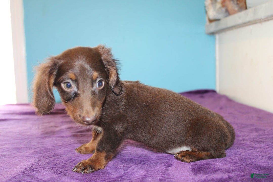 Dachshund dogs for sale: Dachshund 4 puppies - Image 27