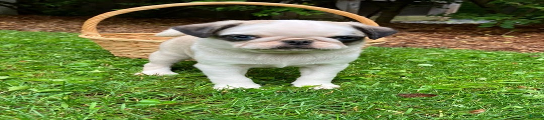 Piper