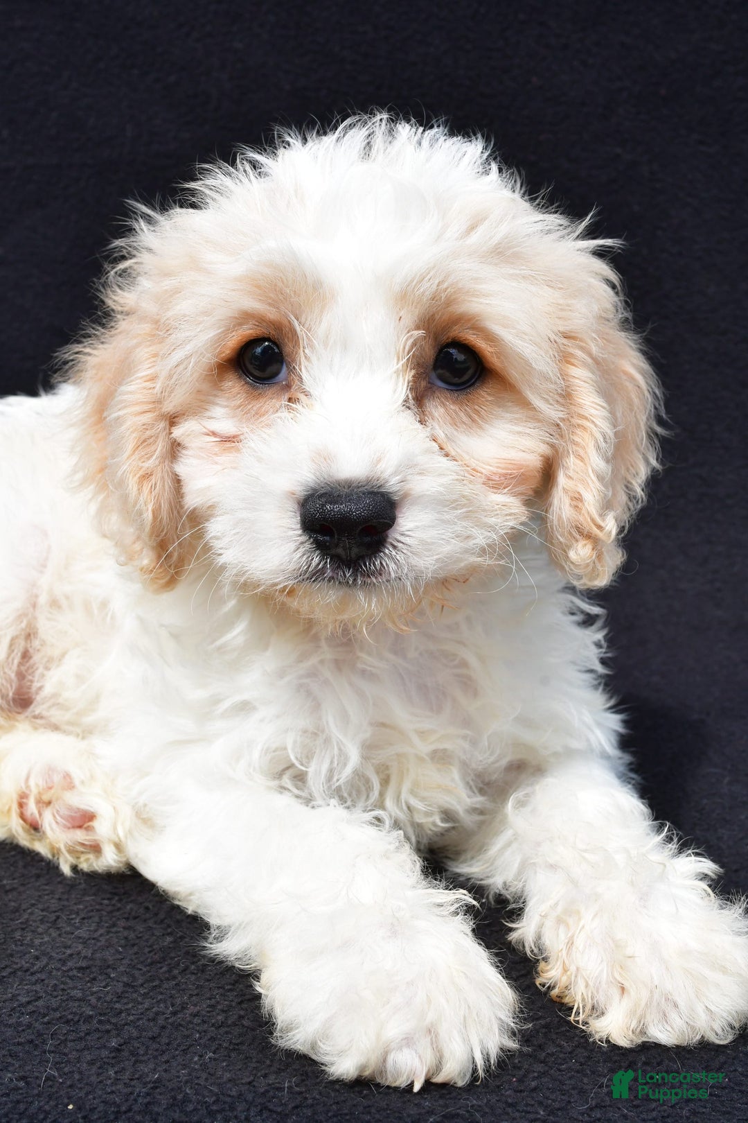 Cavachon dogs for sale: Bingo - Image 1