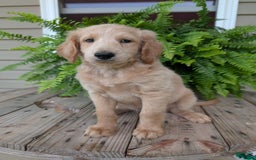 Goldendoodle dogs for sale: Bella - Image 29