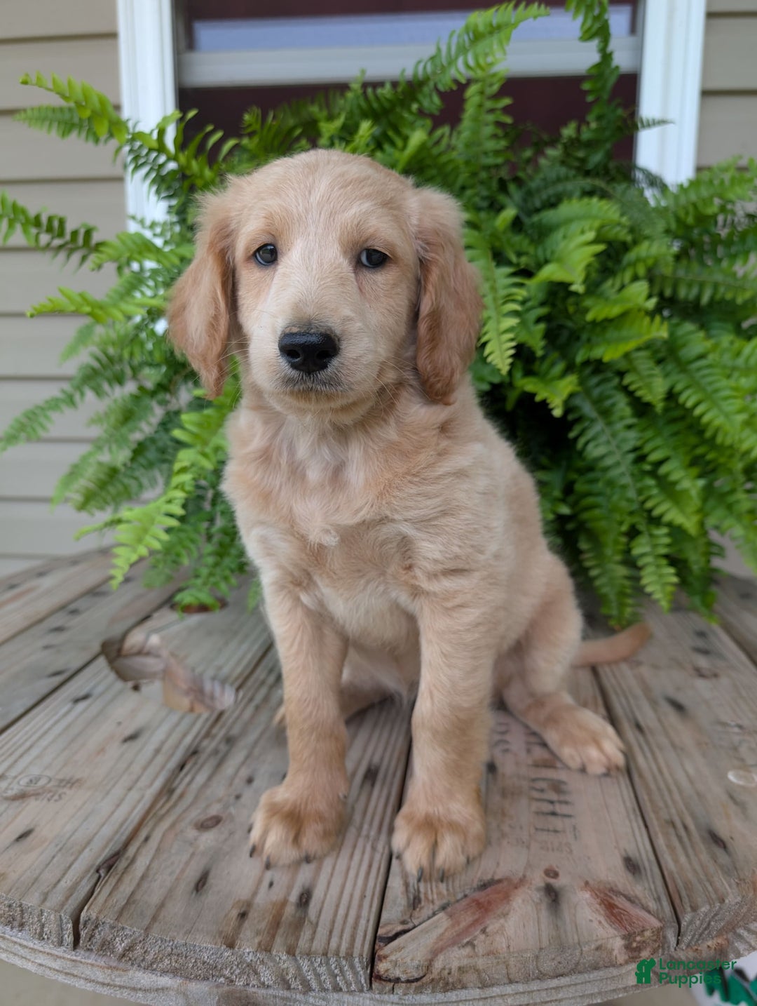 Goldendoodle dogs for sale: Bella - Image 29