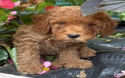 Mini Goldendoodle dogs for sale: Albert - Image 1