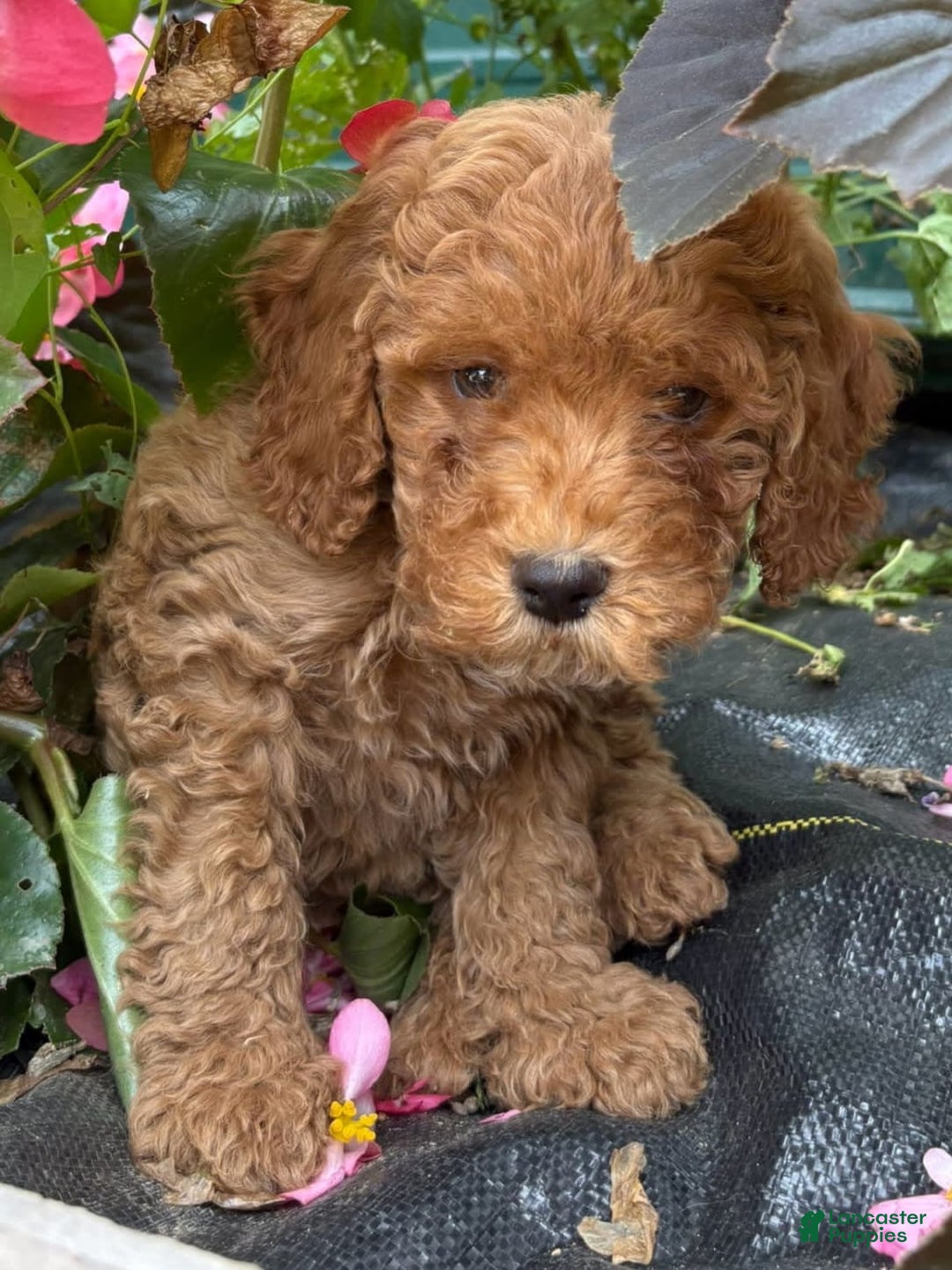 Mini Goldendoodle dogs for sale: Albert - Image 1