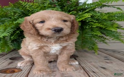 Goldendoodle dogs for sale: Lolly - Image 23