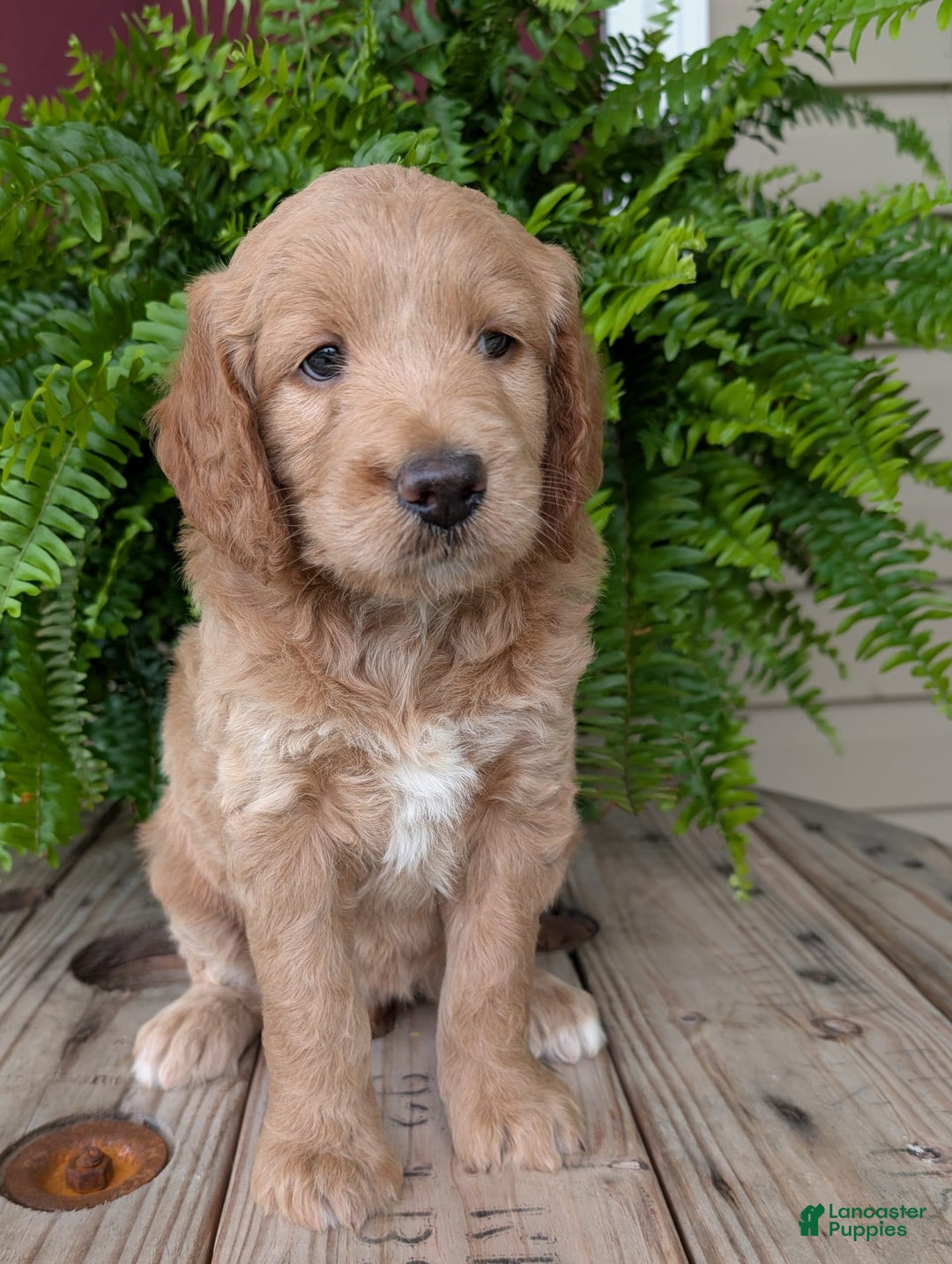 Goldendoodle dogs for sale: Lolly - Image 23