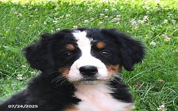 Bernese Mountain Dog dogs for sale: Licia - Image 2