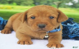 Labrador Retriever dogs for sale: Fireside Blaze - Image 3