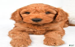 Mini Goldendoodle dogs for sale: Teddy - Image 2