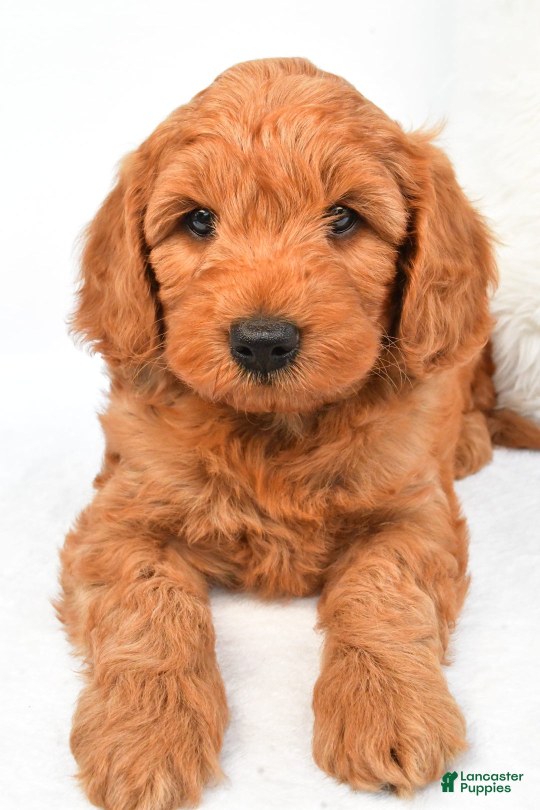 Mini Goldendoodle dogs for sale: Teddy - Image 2
