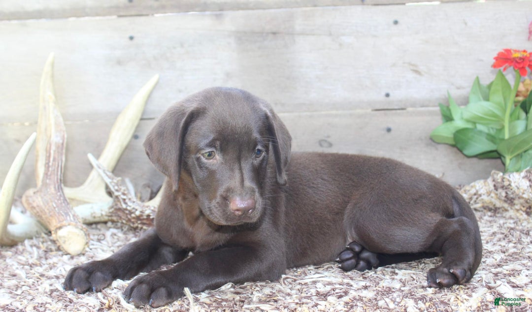 Labrador Retriever dogs for sale: Annabelle - Image 2