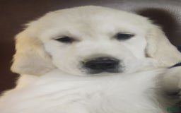 Golden Retriever dogs for sale: Brownie - Image 5