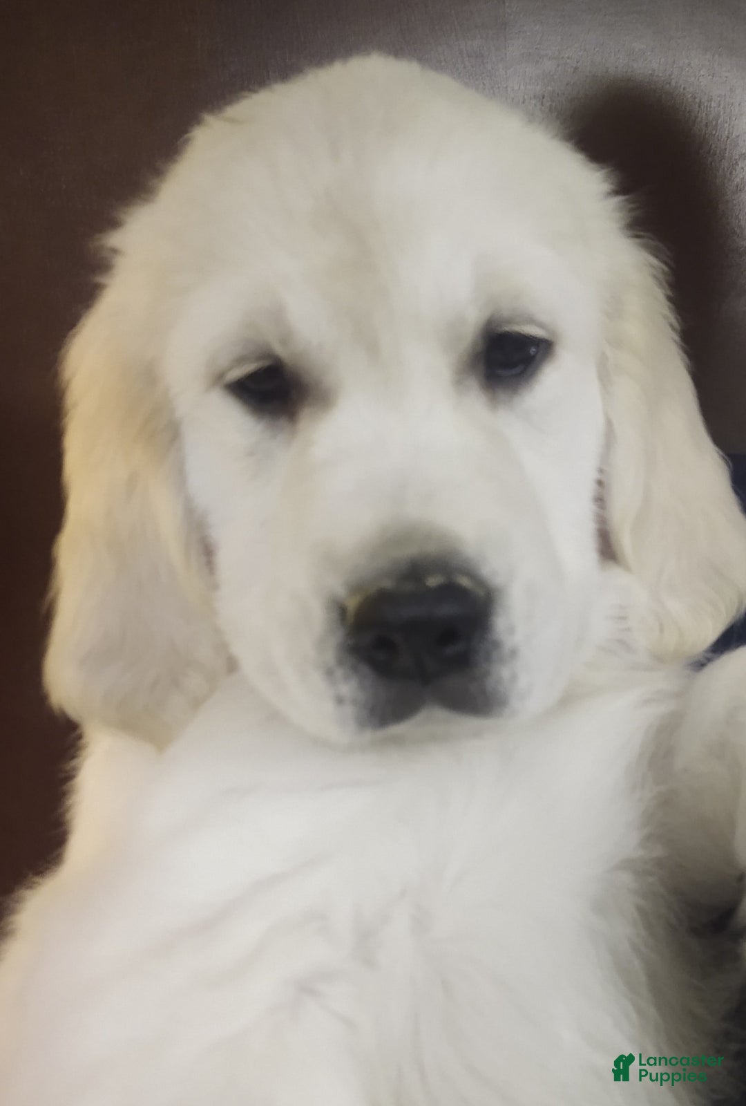 Golden Retriever dogs for sale: Brownie - Image 5