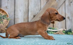 Miniature Dachshund dogs for sale: Bailey - Image 8