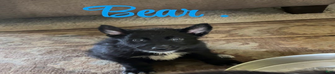 Bear