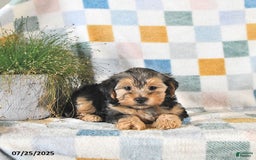 Yorkshire Terrier dogs for sale: Trooper - Image 4