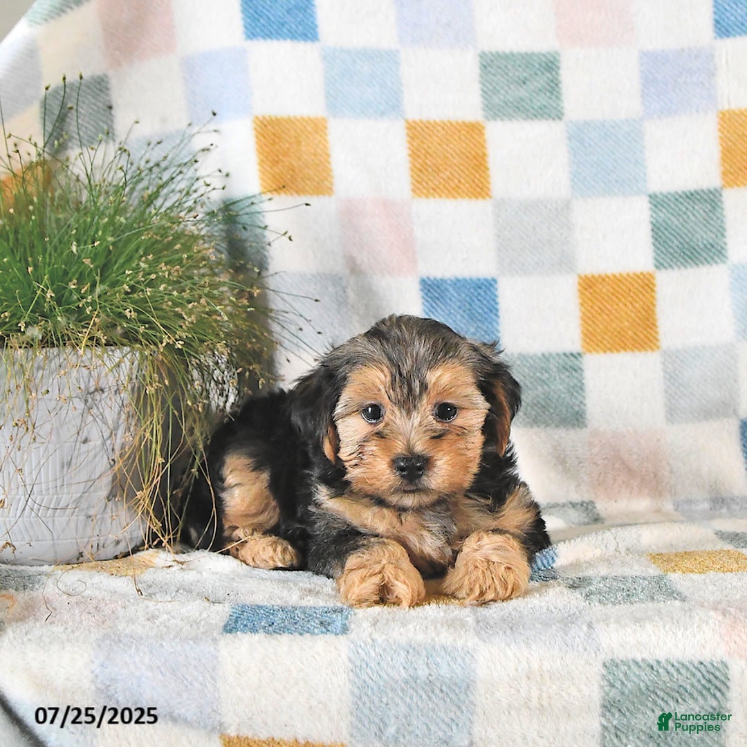 Yorkshire Terrier dogs for sale: Trooper - Image 4