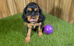 Cavalier King Charles Spaniel dogs for sale: Brin Girl 2 - Image 11