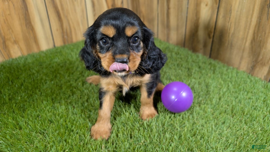 Cavalier King Charles Spaniel dogs for sale: Brin Girl 2 - Image 11