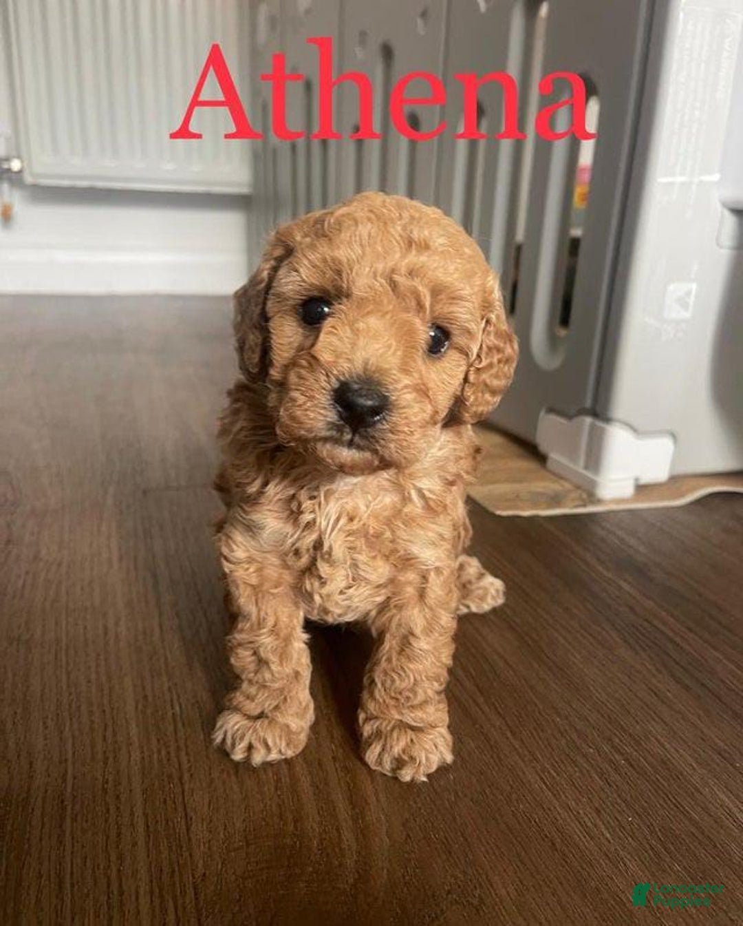 Toy Poodle dogs for sale: Athena - Image 7