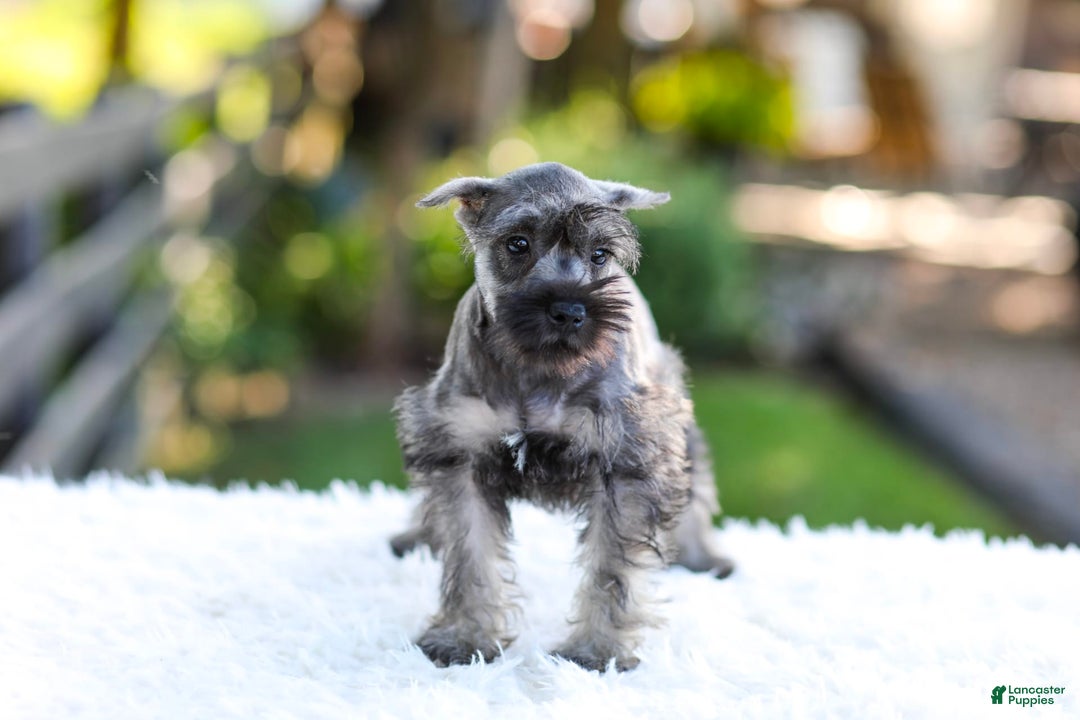 Miniature Schnauzer dogs for sale: Bingo - Image 3