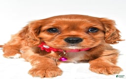 Cavalier King Charles Spaniel dogs for sale: Patty - Image 5