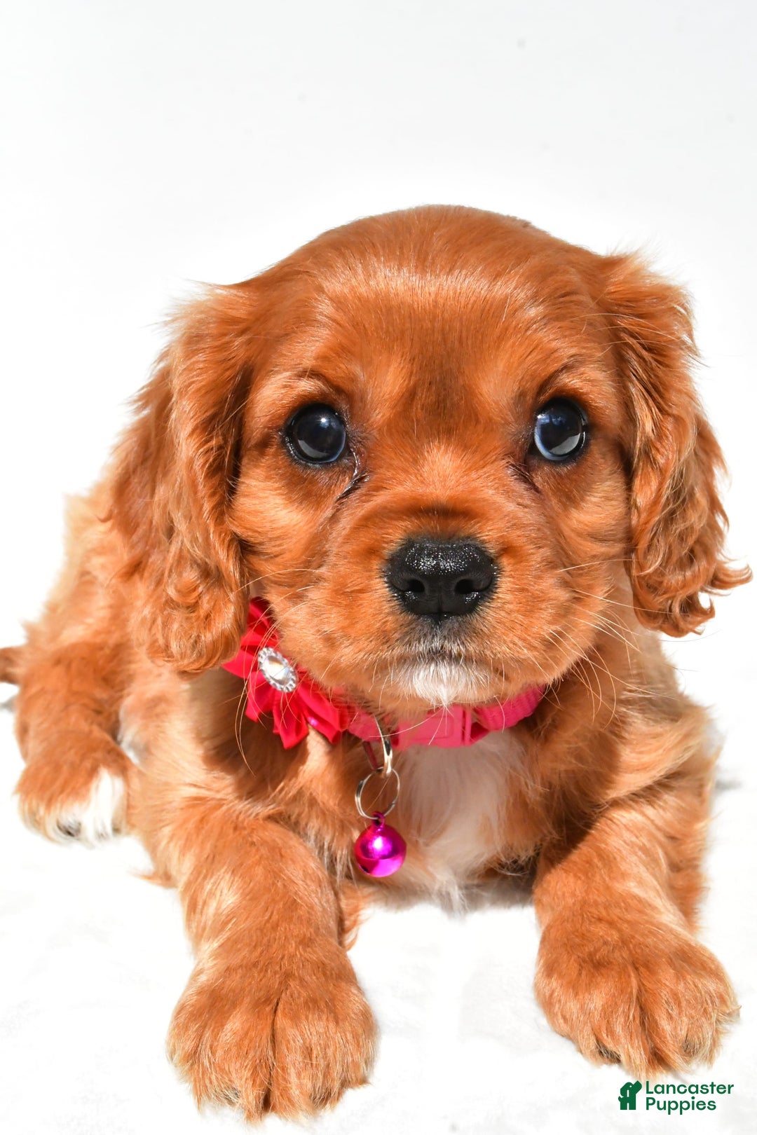 Cavalier King Charles Spaniel dogs for sale: Patty - Image 5