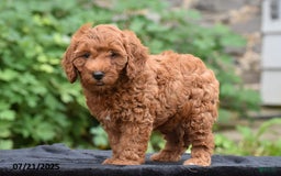 Mini Goldendoodle dogs for sale: Zelda - Image 3