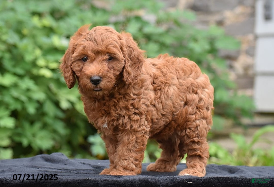 Mini Goldendoodle dogs for sale: Zelda - Image 3