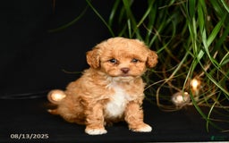 Teddy Bear dogs for sale: Reggie - Image 5