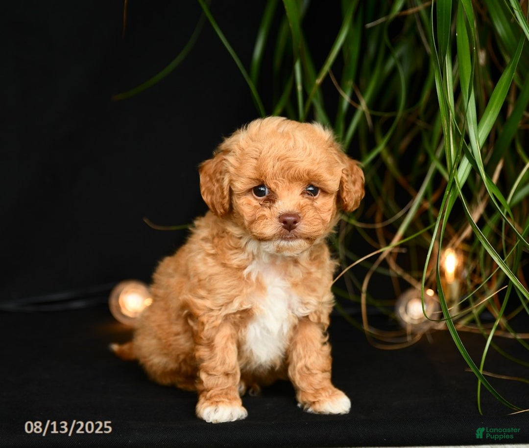 Teddy Bear dogs for sale: Reggie - Image 5