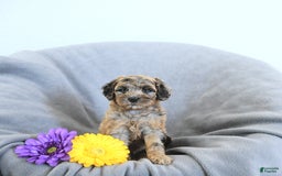 Mini Goldendoodle dogs for sale: Lindsey Rare Color - Image 1