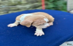 American Bully dogs for sale: Dime - Image 3