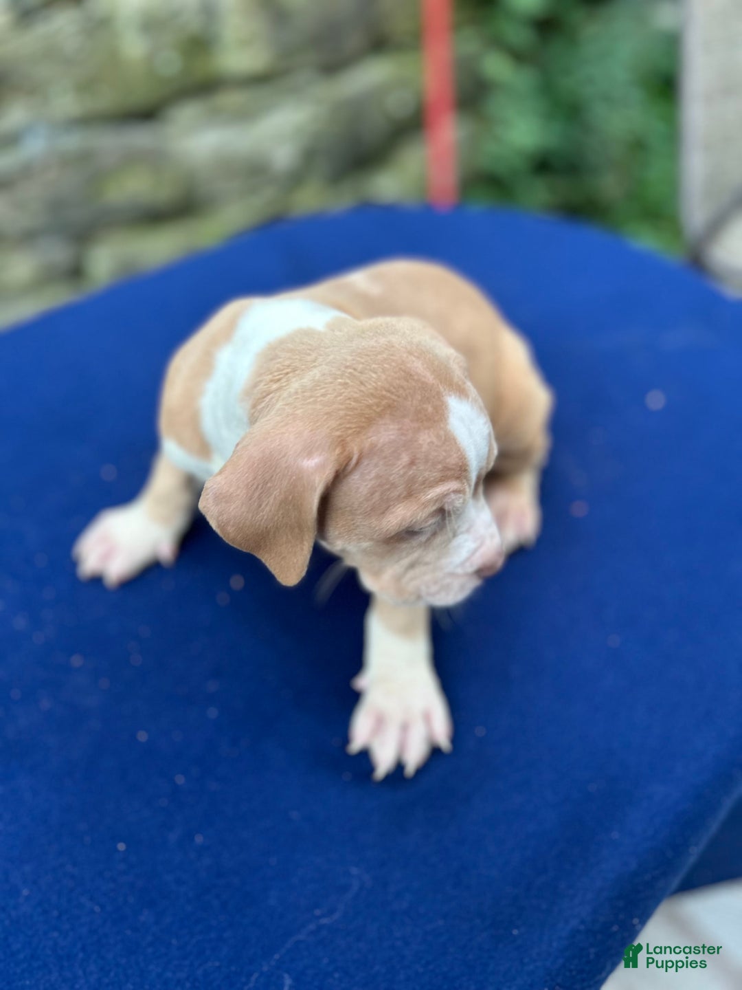 American Bully dogs for sale: Dime - Image 3