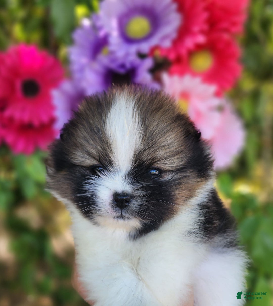 Pomeranian dogs for sale: Nirvana - Image 10