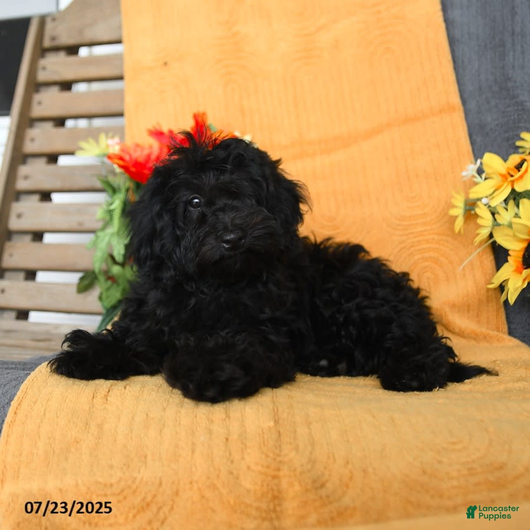 Miniature Poodle dogs for sale: Opal - Image 13