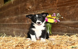Shetland Sheepdog dogs for sale: Rusty - Image 2