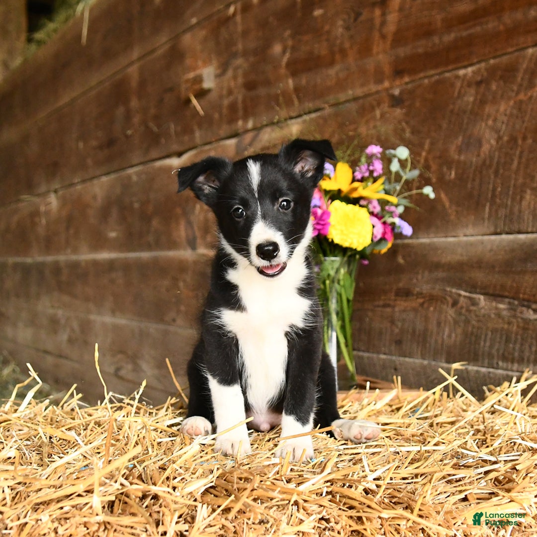 Shetland Sheepdog dogs for sale: Rusty - Image 2