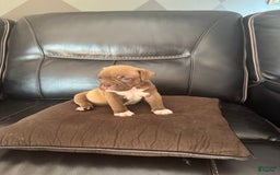 American Bully dogs for sale: Nutella - Image 6
