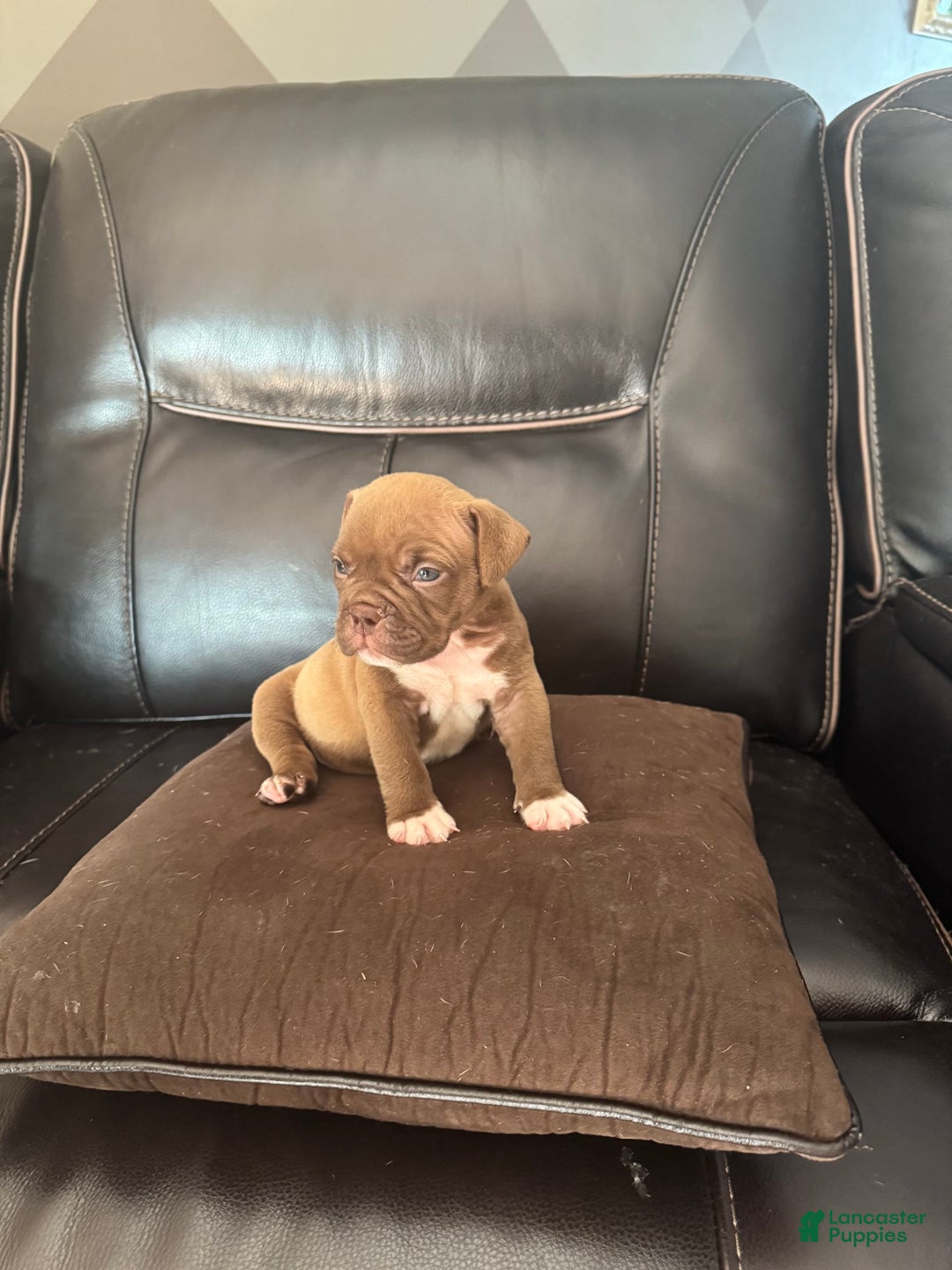 American Bully dogs for sale: Nutella - Image 6
