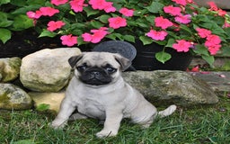 Pug dogs for sale: Buddy - Image 1