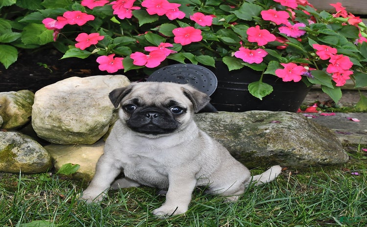 Pug dogs for sale - Ad 2